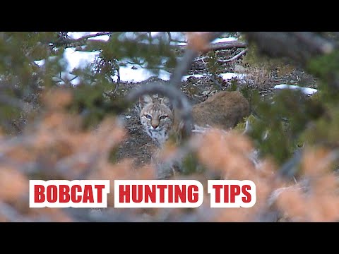 Bobcat Hunting Tips - Fred Eichler