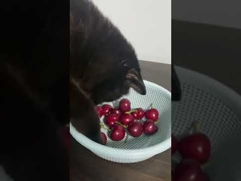 You know what？cats like to eat cherries🤔