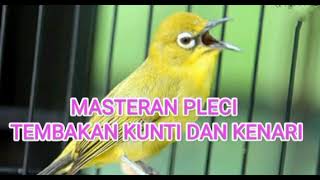 Download lagu MASTERAN PLECI TEMBAKAN KUNTI DAN KENARI BANYAK DI MINATI PLEMAN INDONESIA mp3