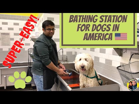 Hunter's 1st Bath @ Self Wash Station | Eppudi Iruntha Na Eppudi Ayitaen | Goldendoodle| Siva Sharan