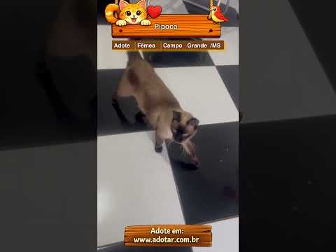 Vídeo de Pipoca