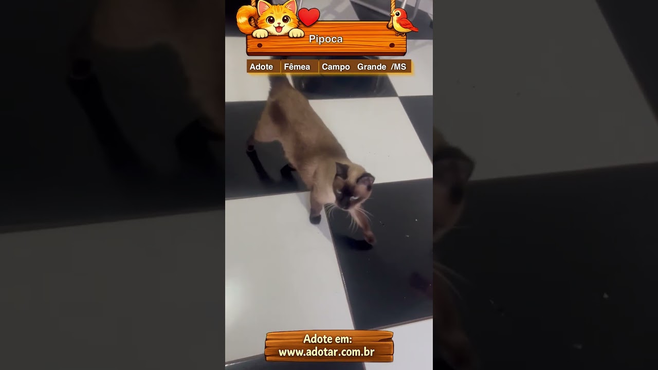 Gato raça Siamês idade 2 a 6 meses nome Pipoca