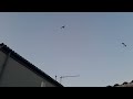 Crazy Aggressive Seagull Looking For A Fight Part 1