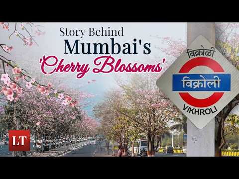 Why Vikhroli Turns Pink Every Year: The Story Behind Mumbai’s Cherry Blossoms | Lokmat Times