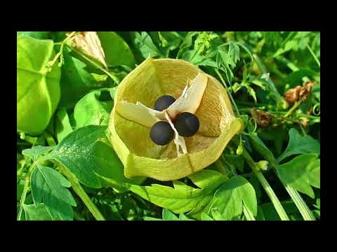 06 20 23 Hexenmedizin Der Garten der Kirke Moly, die Zauberpflanze der Kirke Die Mutter (Marina)