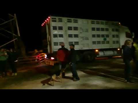 L'arrivo a Vernante dei margari partiti da Casterino dopo l'alluvione - 7 ottobre 2020