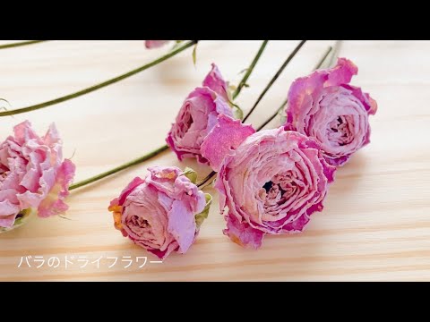 バラの乾燥: 確実に成功する最高のヒント 植物