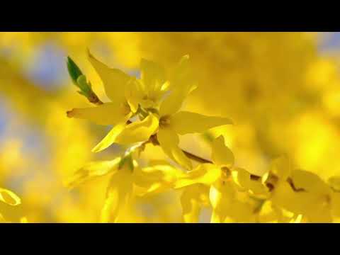 Opwekking 881 Machtige daden