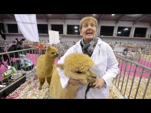 download lagu mp3 mp4 British Alpaca Society, download lagu British Alpaca Society gratis, unduh video klip British Alpaca Society