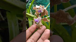 Wild orchid #shorts #garden #plants #nature #orchid #flowers #rare