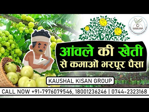 Amla Fruit Plant