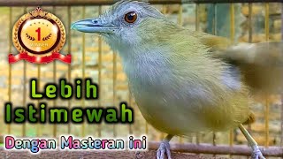 Download lagu lebih isTimewah dengan masteran pelanduk semak suara khas siulan tajam. mp3 Download lagu lebih isTimewah dengan masteran pelanduk semak suara khas siulan tajam. mp3