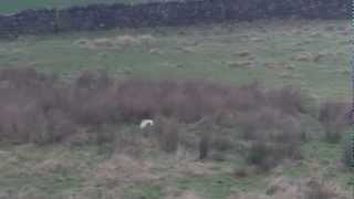 preview picture of video 'Barn owl Hunting'
