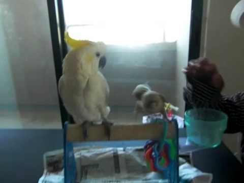 Hanan and Mahmoud's Reunion