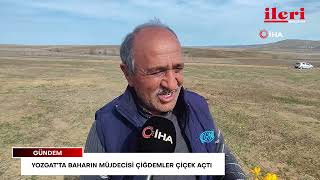Yozgat’ta baharın müjdecisi çiğdemler çiçek açtı | İleri Gazetesi
