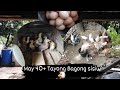 Pagpaparami Ng Native Na Manok Sa Pilipinas Farm Update 2022