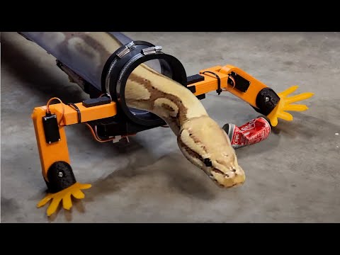 Блогер створив чотирилапий екзоскелет для змії item-thumbnail