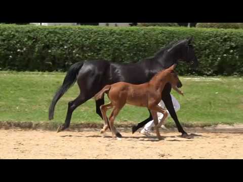 KN 10 Bolschoi Sf v  Bonard de Charry - Wolkentanz II