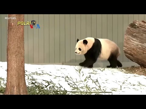VOA DUA PANDA KEMBALI MENGHIBUR PENGUNJUNG KEBUN BINATANG DI IBU KOTA AMERIKA SERIKAT