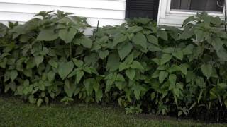 Memorial Day Weekend-Mow Job (5/27/17)