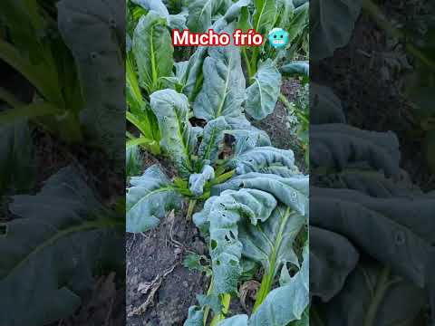 Fuerte helada de julio en Carrizales Santa Fe Argentina