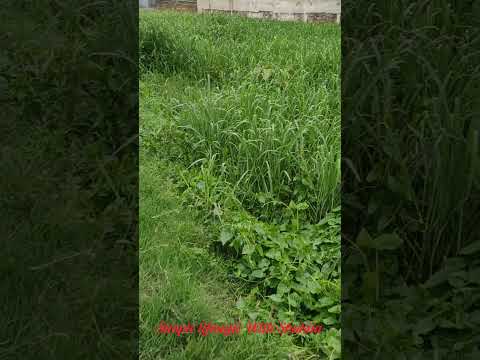 Weather ta joss😇😇Megla akash#flowers #flowers #flowers