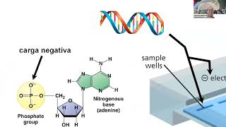 4 Electroforesis en gel