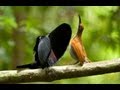 Magnificent Riflebird