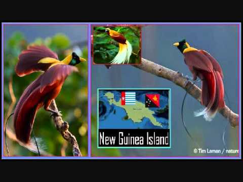 Hausboi - Mangi blo Spak