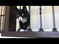 Kitten Learns To Run Up And Down Stairs
