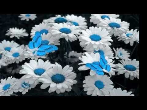 Chytila jsem na pasece motýlka - Helena Vondráčková