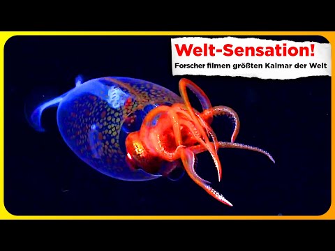 Größter Kalmar der Welt erstmals lebend in der Tiefsee gefilmt!