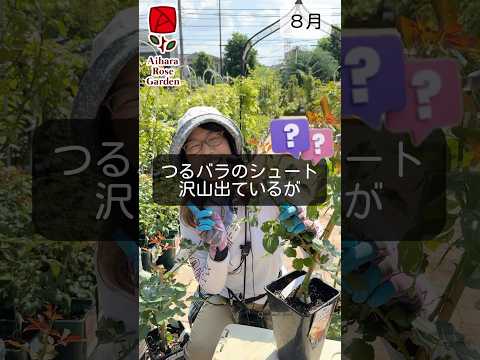 つるバラ「ジャスミナ」 植物
