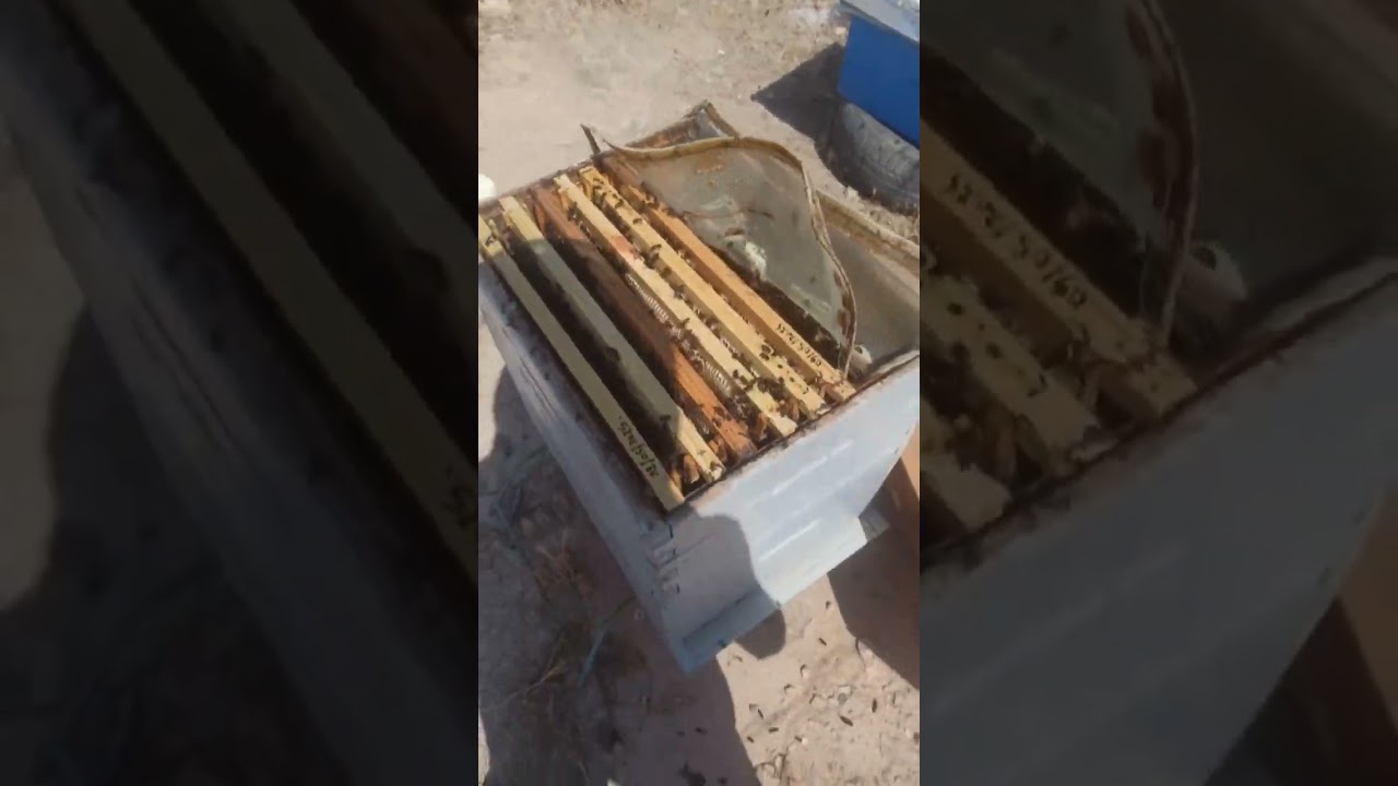 ما الذي يحصل للنحل في الصيف بناء الشمع في الفراغ