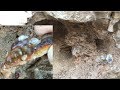 Amazing California Fire Agate! Huge loose Pocket of Top Grade Color! Amazing California Fire Agate! Huge loose Pocket of Top Grade Color!