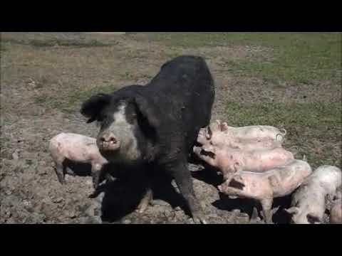 URUGUAY: Unidad de Produccion de Cerdos de la Facultad de Agronomia.