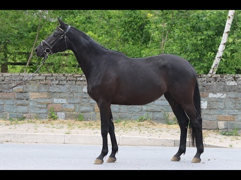 Kalessa - Stute v. Ivanhoe x Kostolany