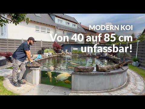 Artur and Ali's Konishis are growing through the roof | Modern Koi Blog #7809