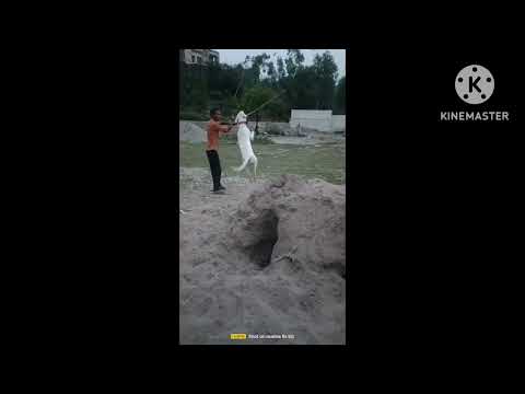 dhara Devil 🔥#viral #love #dogo #doglover