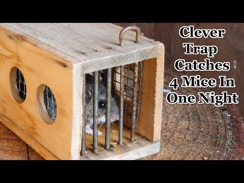 Catching 4 Mice with a usual mouse trap. Mousetrap Monday