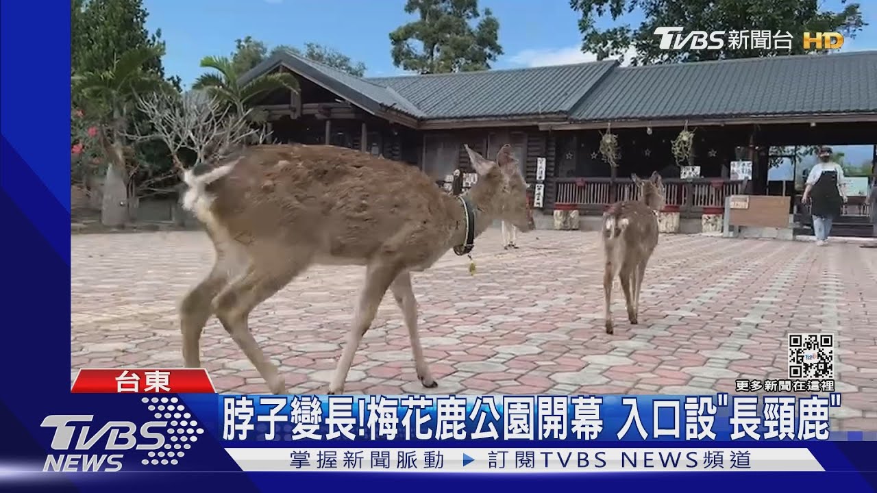 脖子變長!梅花鹿公園開幕 入口設「長頸鹿」