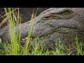 Closeup Of Large Nile Crocodile Slowly Opening Eye Showing Powerful Jaws And Sharp Teeth While
