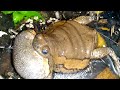 Frog Sounds in water - Amfibie animal sounds