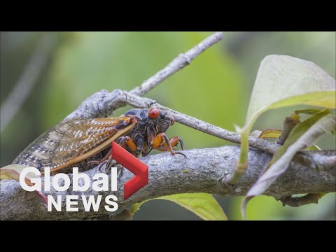 Eastern US braces for cicadas to swarm after 17 years underground