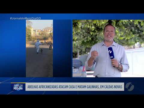 Abelhas africanizadas atacam casa e matam galinhas em Caldas Novas