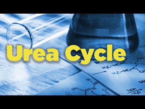 Urea Cycle