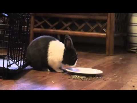 Animal Trick: Cute Pet Bunny Rabbit Dumps Food Plate on Cue