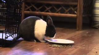 Animal Trick: Cute Pet Bunny Rabbit Dumps Food Plate on Cue