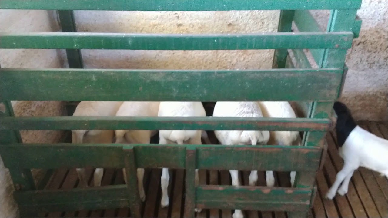 Creep-feed uso para ovinos.