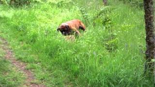 Worlds strongest dog